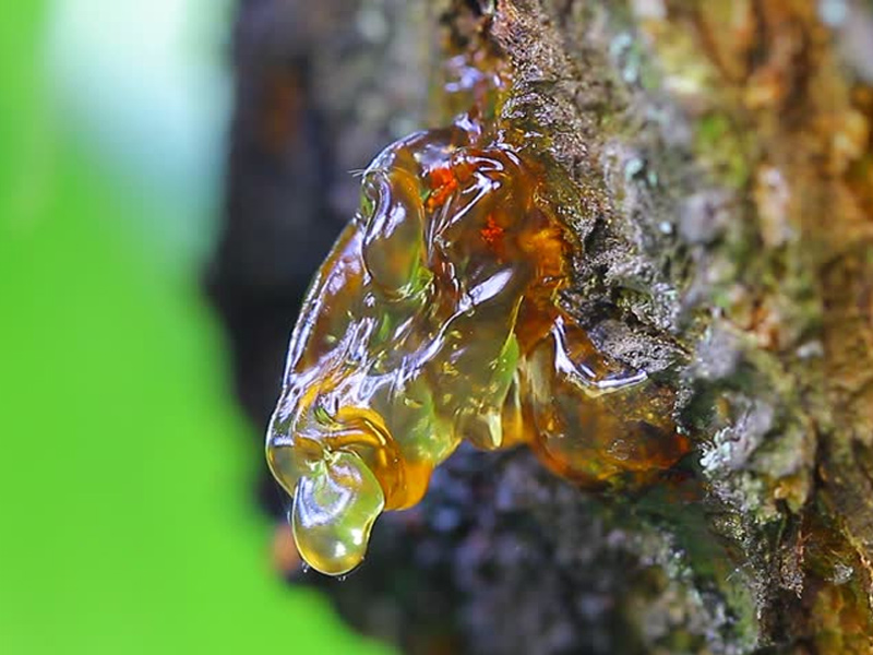 疫病大流行，熱熔膠行業(yè)的發(fā)展探討（1）-增粘樹(shù)脂  
